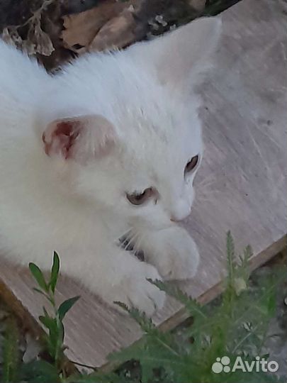 Кошка в дар