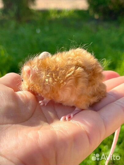 Мышонок тексельный, кудрявый