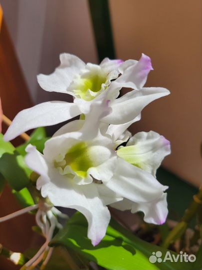 Орхидея дендробиум