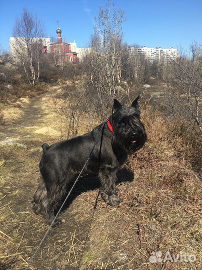 Выгул собак