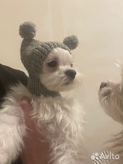 Шапка для маленькой собаки