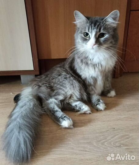 Шикарная красотка фифа