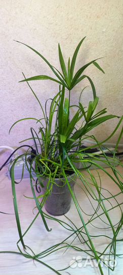 Цветочная композиция 3 в 1