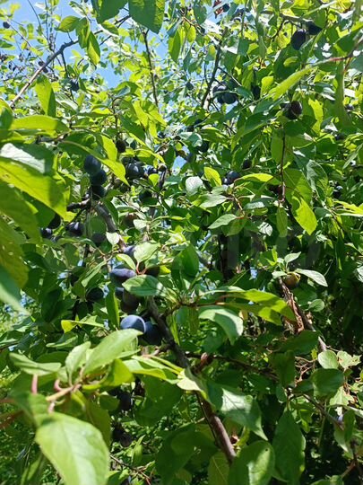 Дом 81,5 м² на участке 5 сот.