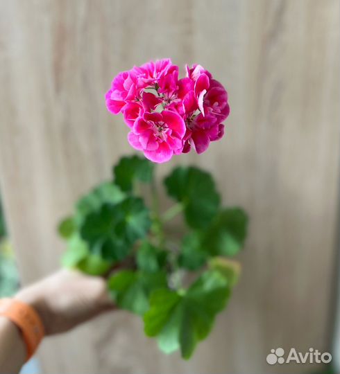 Пеларгонии сортовые, герань
