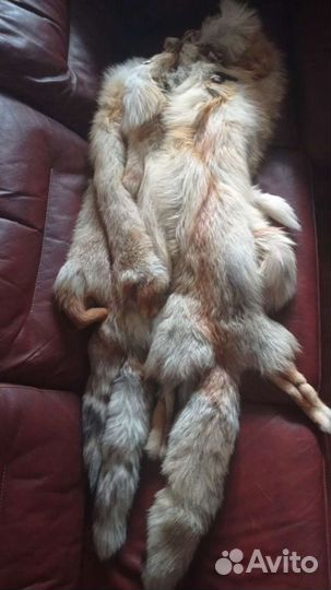 Лисья шкура