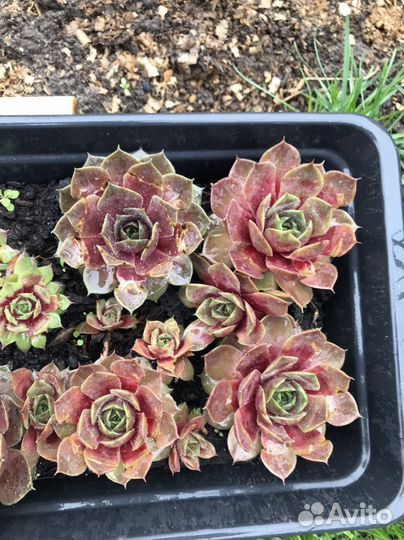 Молодило или каменная роза (семпервивум)