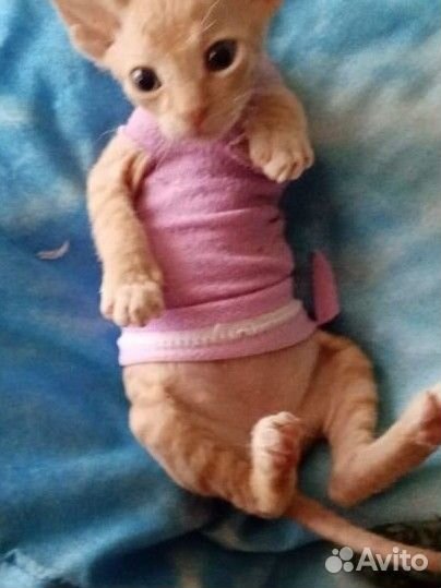 Котята девон-рекс девочки