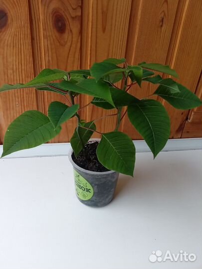 Комнатные растения