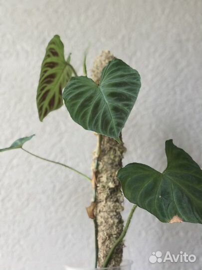 Филодендрон бородавчатый