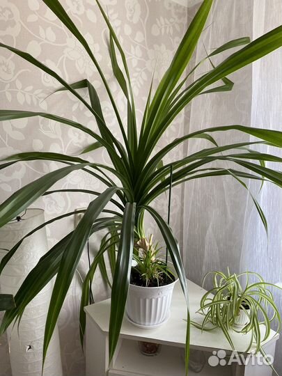 Комнатные цветы панданус