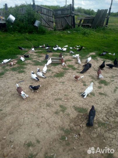 Продажа Голубей Бакинских+Широко Хвост