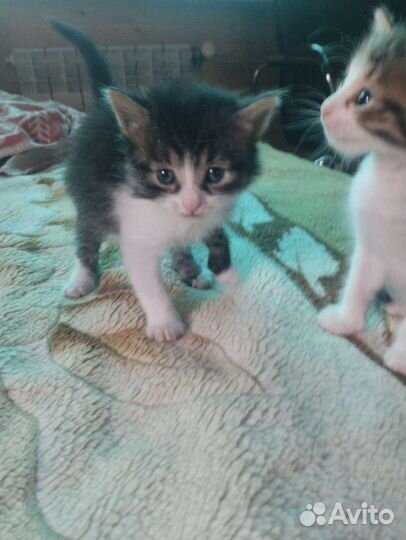 Котята мальчики в добрые руки
