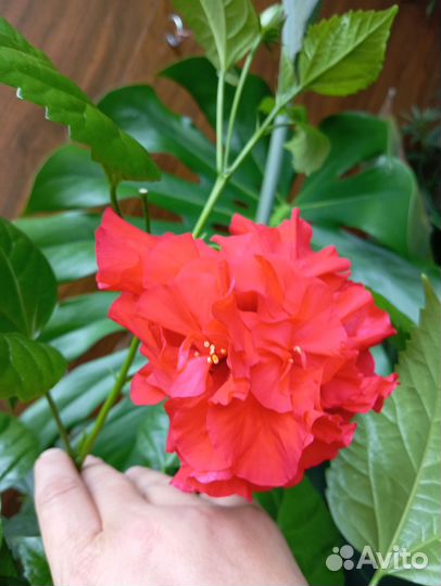 Гибискус красный махровый