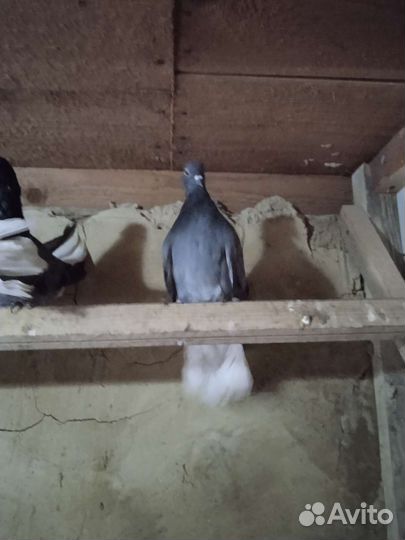Голуби