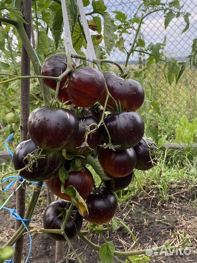 Семена томатов