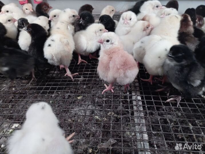 Цыплята суточные вывод 16мая