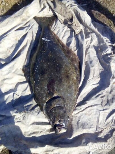 Рыбалка р.Авача и Авачинская бухта