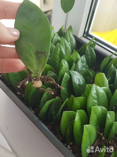 Замиокулькас укорененные