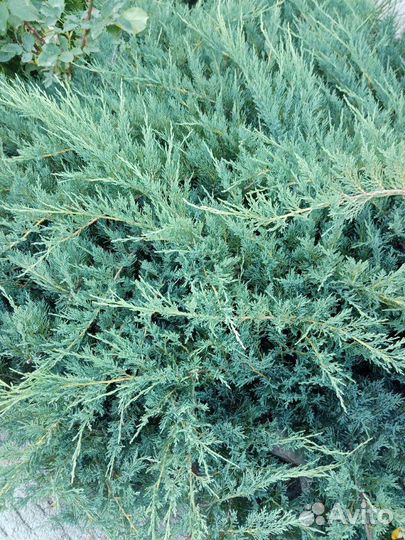 Можжевельник казацкий 2 сорта (саженцы)