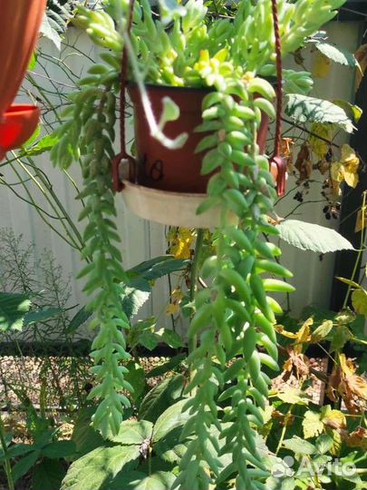 Суккулент Седум Моргана