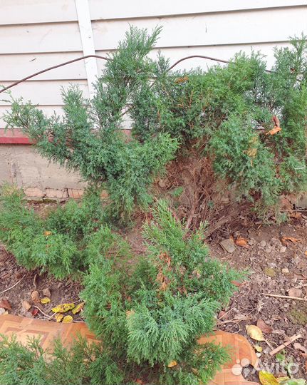 Можжевельник, казацкий и колонновидный