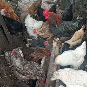 Куры несушки домашние