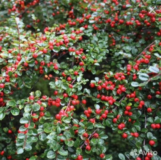 Декоративные кустарники и почвопокровники