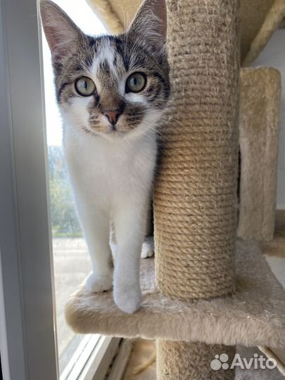 Котята подростки