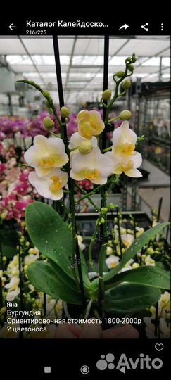 Орхидеи приход в начале октября