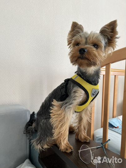 Йоркширский терьер