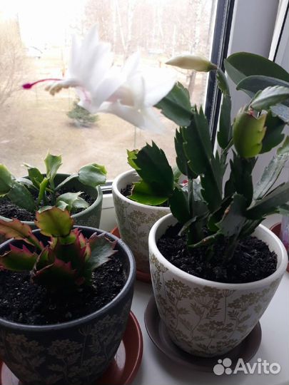 Декабрист шлюмбергера