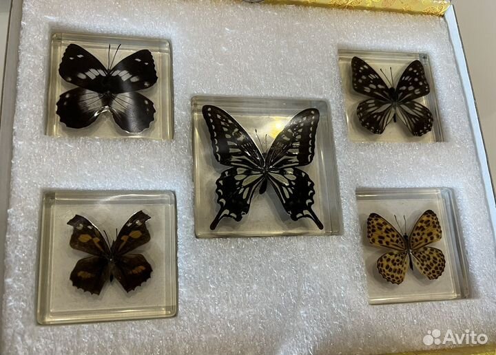 Коллекция бабочек в эпоксидной смоле