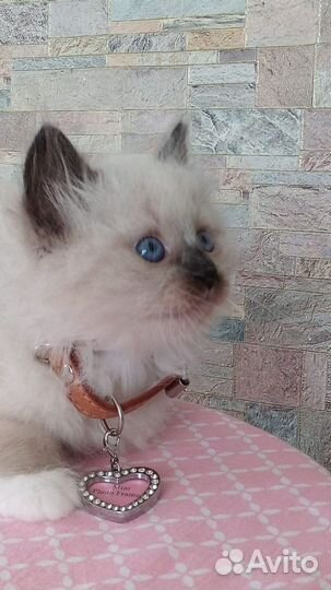 Невские маскарадные котята