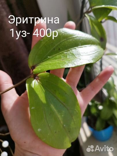 Хойя Аустралис, Мария Ява, Эритрина и тд