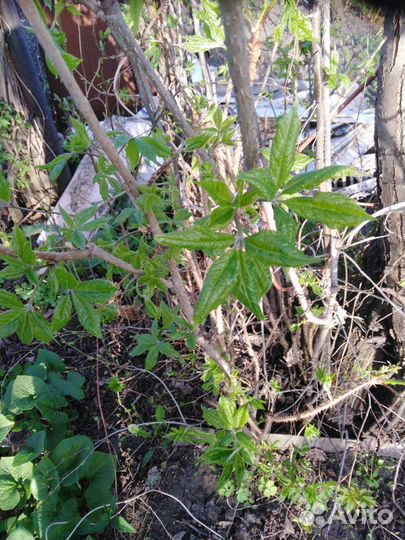 Элеутерококк - саженцы 3х- летки