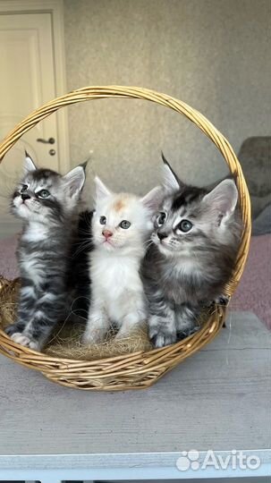 Котята мейнкуна