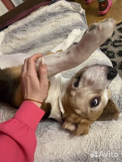 Передержка животных