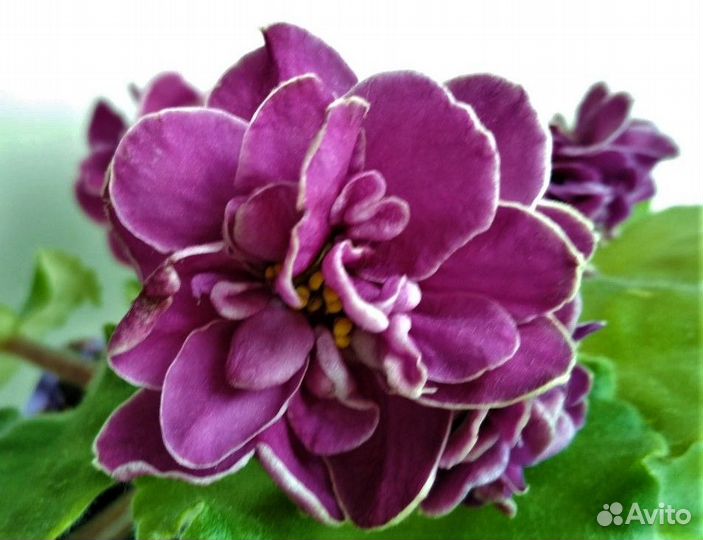 Сортовые фиалки, пасынки