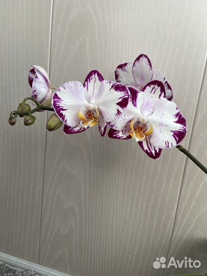 Орхидея фаленопсис