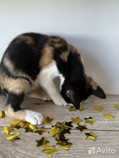 Котята в добрые руки трёхцветные