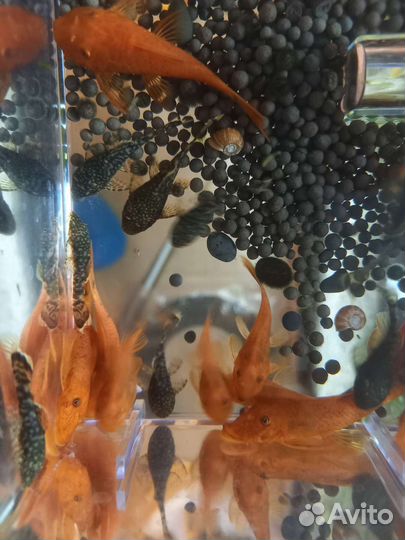 Анциструс (подростки)