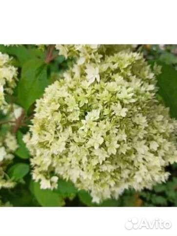 Гортензия махровая Хайес Старбертс