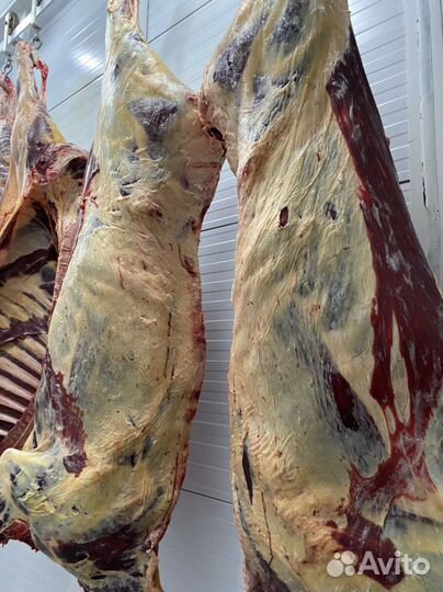 Говядина (быки, телки, коровы)