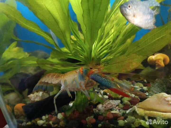 Украшения для аквариума