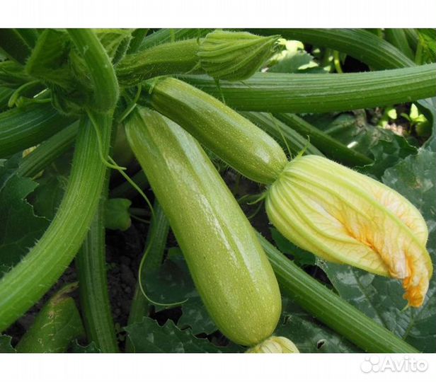 Семена кабачка Ардендо F1