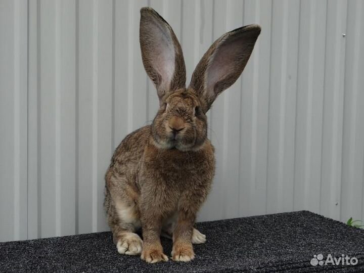 Крольчата
