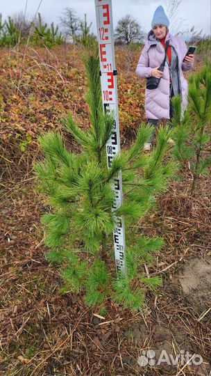 Сосна румелийская (балканская, македонская)