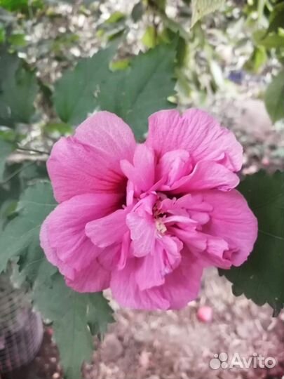 Многолетники корни Пиона, Плющи, Гибискус и др