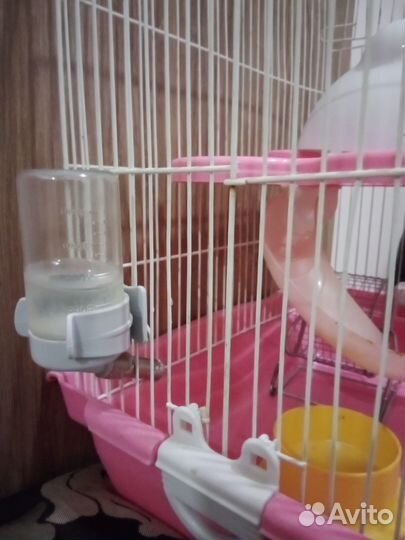 Клетка для грызунов (+корм, + аксессуары)